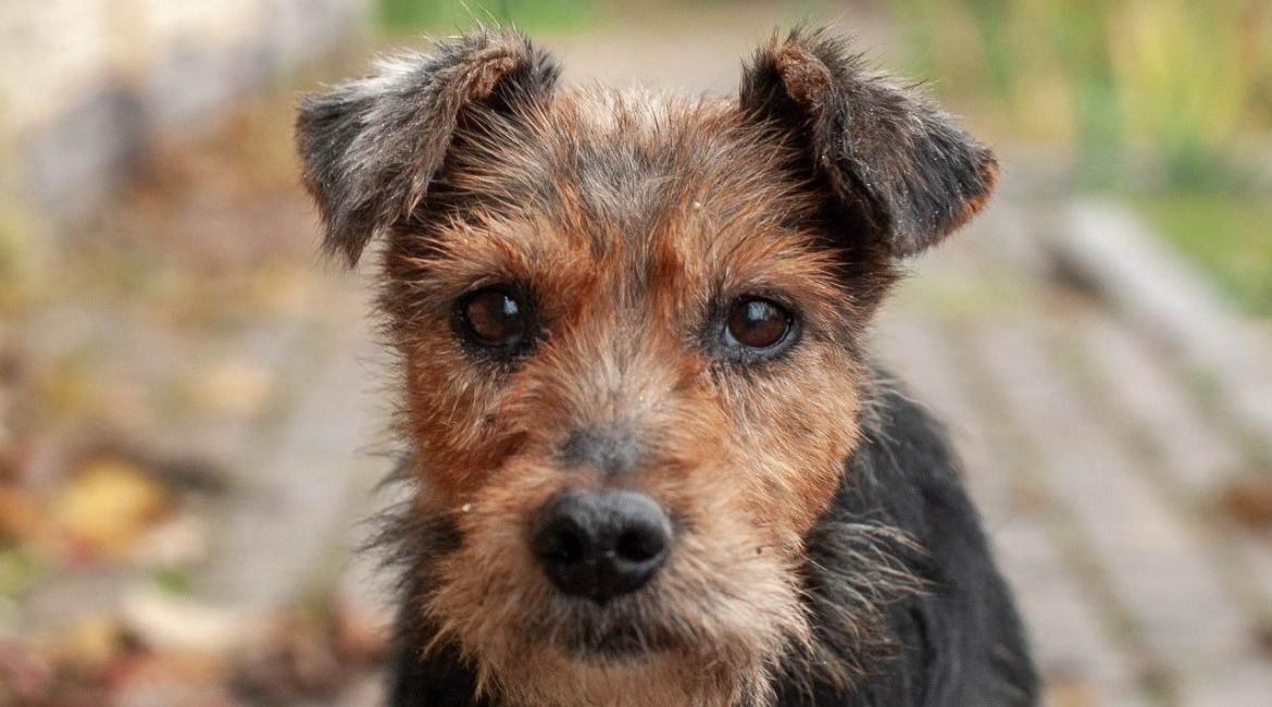 Chiens à adopter